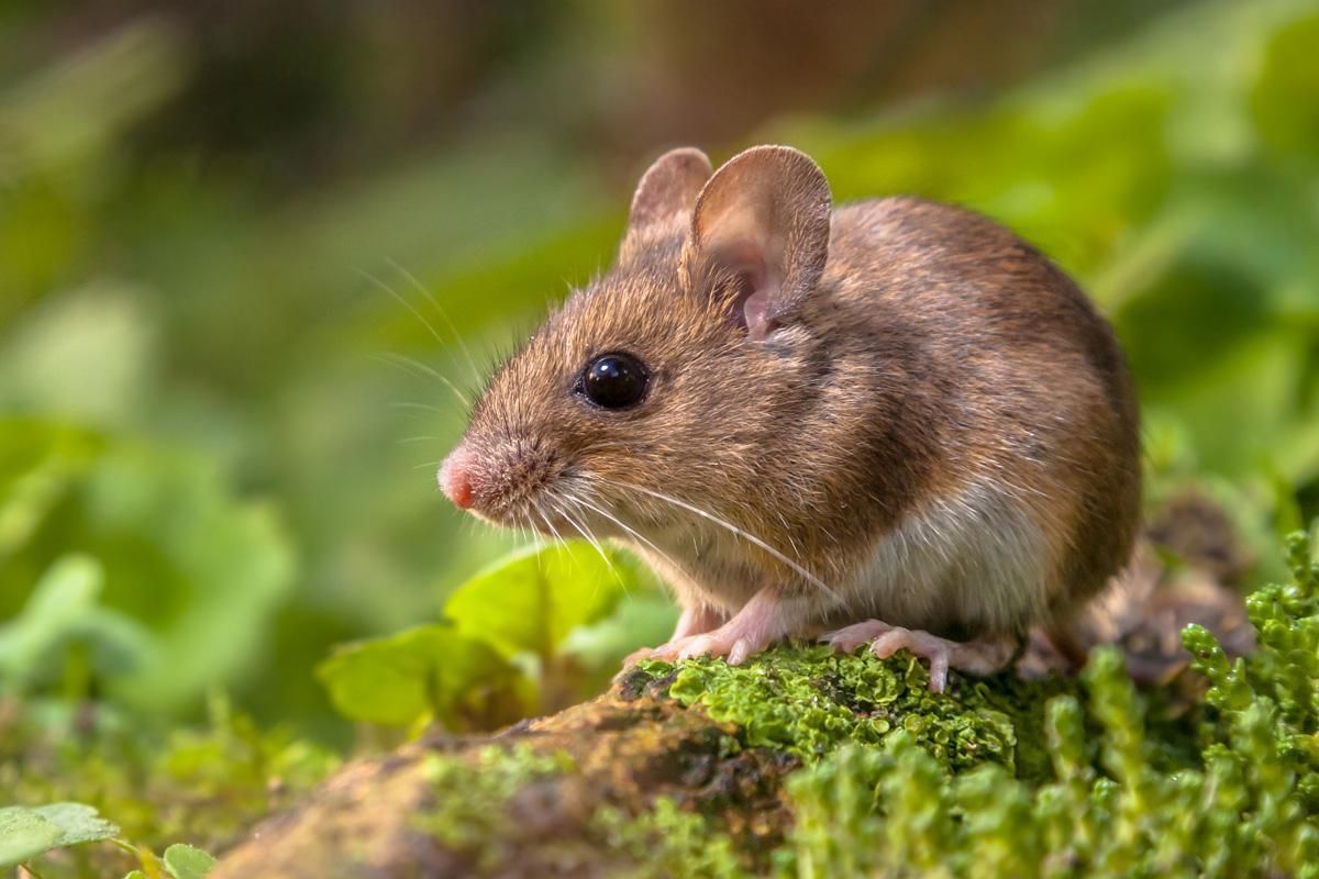 Stecken Sie sie in jedes Loch im Garten. Die Hamster verschwinden über Nacht.