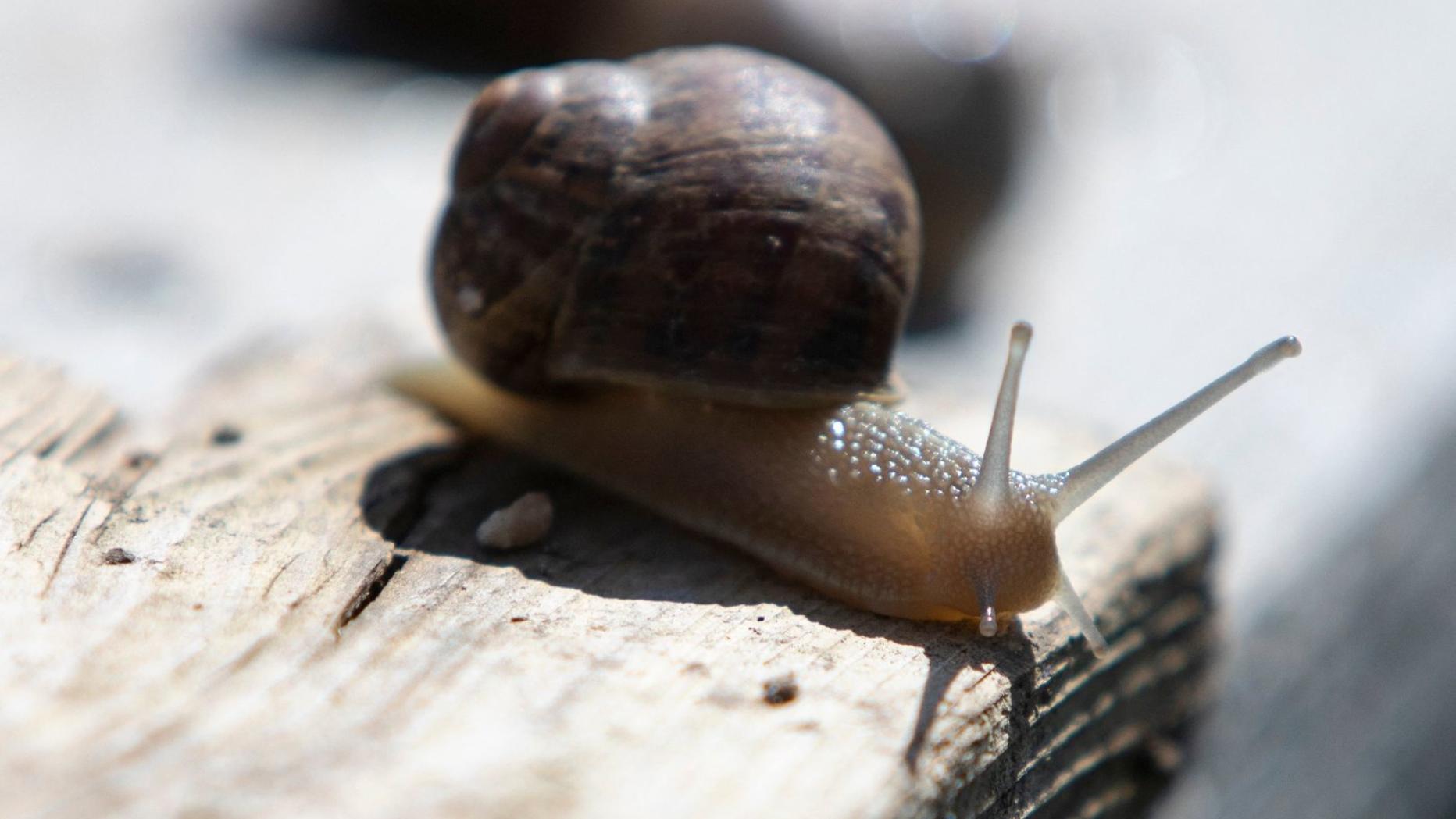 Anstatt sie wegzuwerfen, verstreuen Sie sie im Garten. Die Schnecken werden verschwinden.