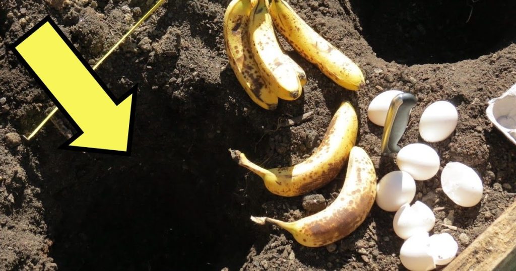 Mischen Sie Bananenschalen und Eierschalen: Warum ist das empfehlenswert und wozu dient es?
