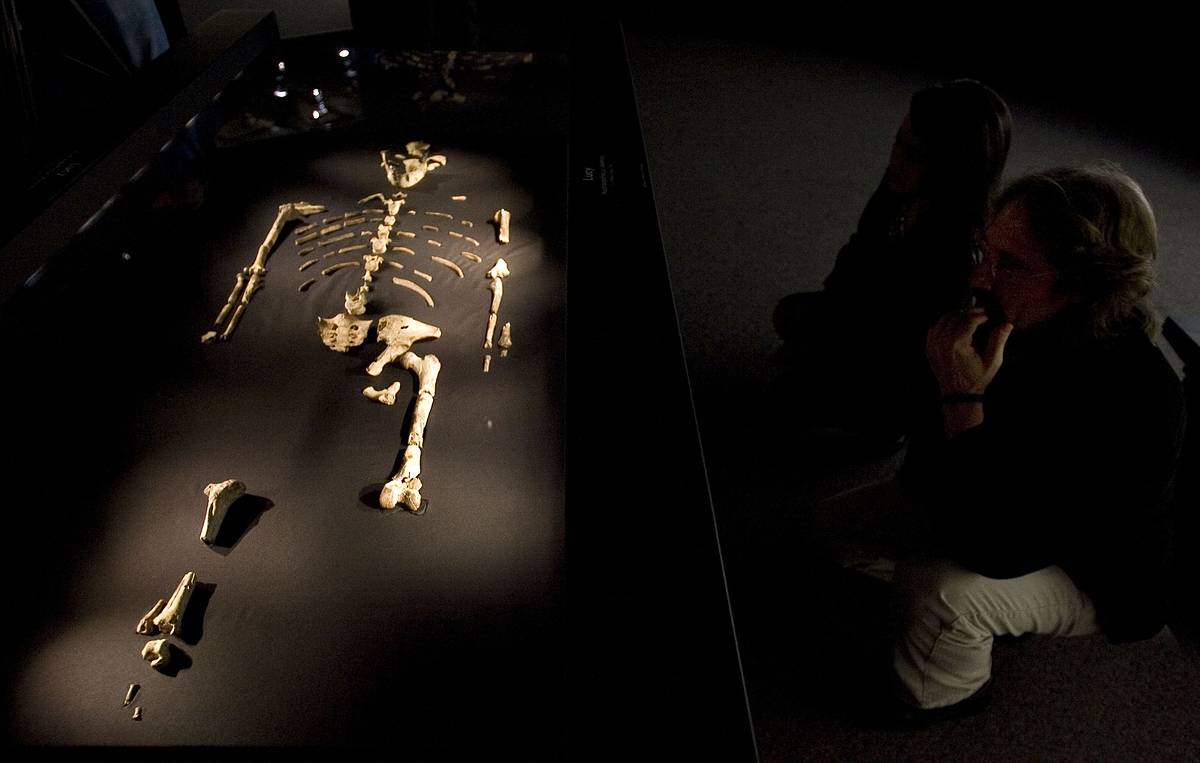 Die Überreste von Lucy und Selam werden 60 Tage lang im Rahmen der Ausstellung „Der Ursprung des Menschen und Fossilien” zu sehen sein.