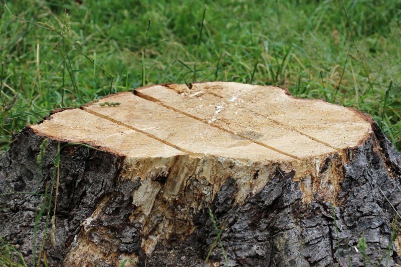 Ohne Mühe, Kosten oder den Einsatz eines Baggers können Sie Baumstümpfe ganz einfach aus Ihrem Garten entfernen.