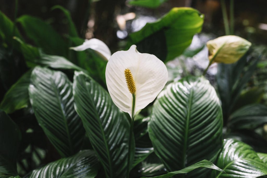 Blüht Ihr Spathiphyllum nicht? Nach zwei Wochen erscheint eine neue Knospe