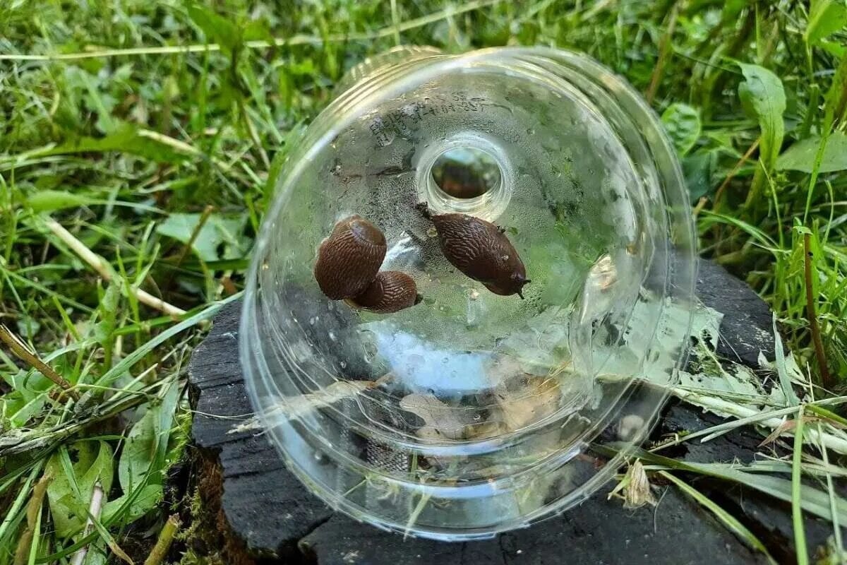Streuen Sie es anstelle von Salz. Schnecken werden keine Spuren in Ihrem Garten hinterlassen.