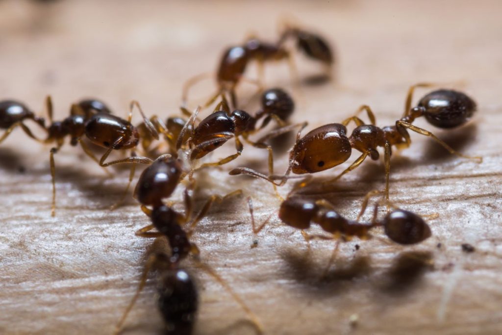 „Wie ich mit einem Wattepad die Ameisen losgeworden bin“