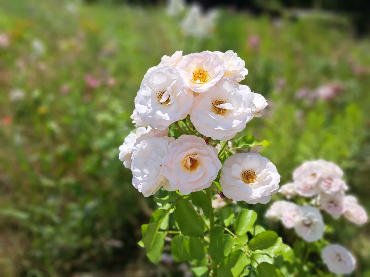 Verfärben sich die Blätter Ihrer Rosen gelb? Keine Panik, finden Sie einfach die Ursache heraus.