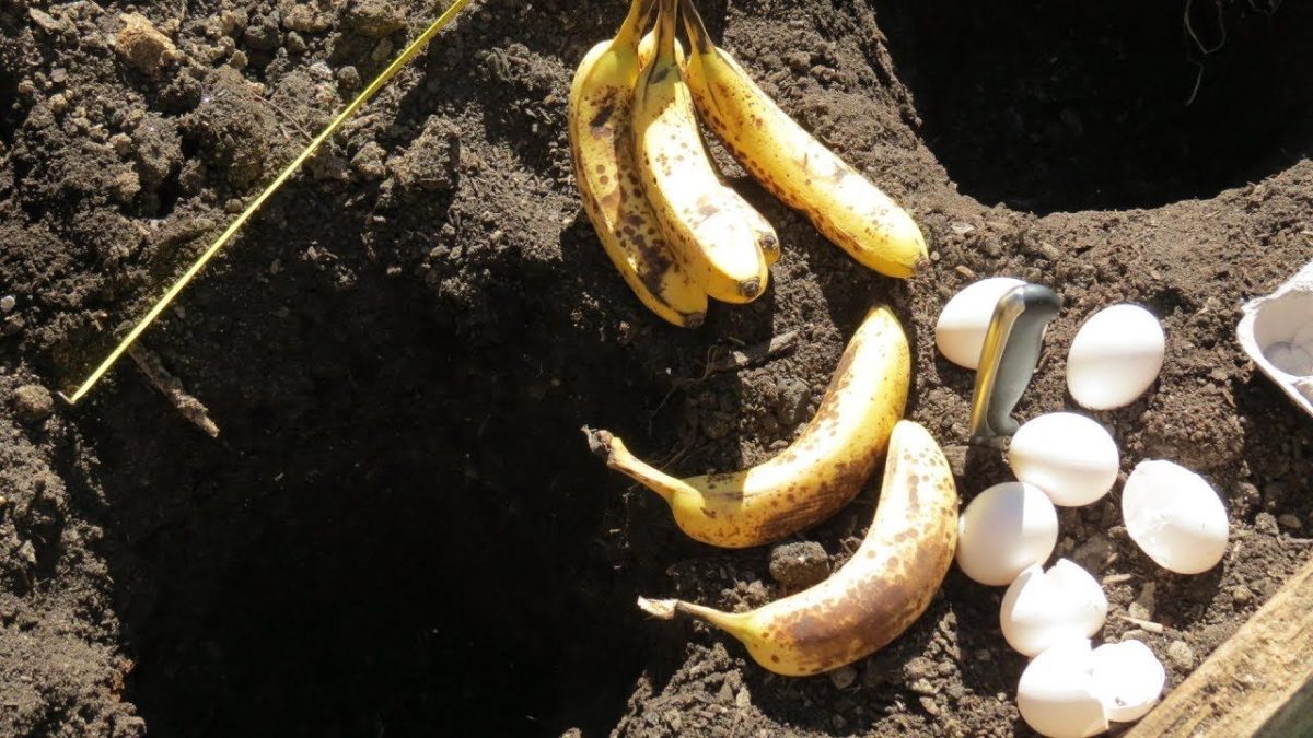 Wie man Eierschalen und Bananen verwendet, um kräftigere Pflanzen und eine üppige Blüte zu erzielen.
