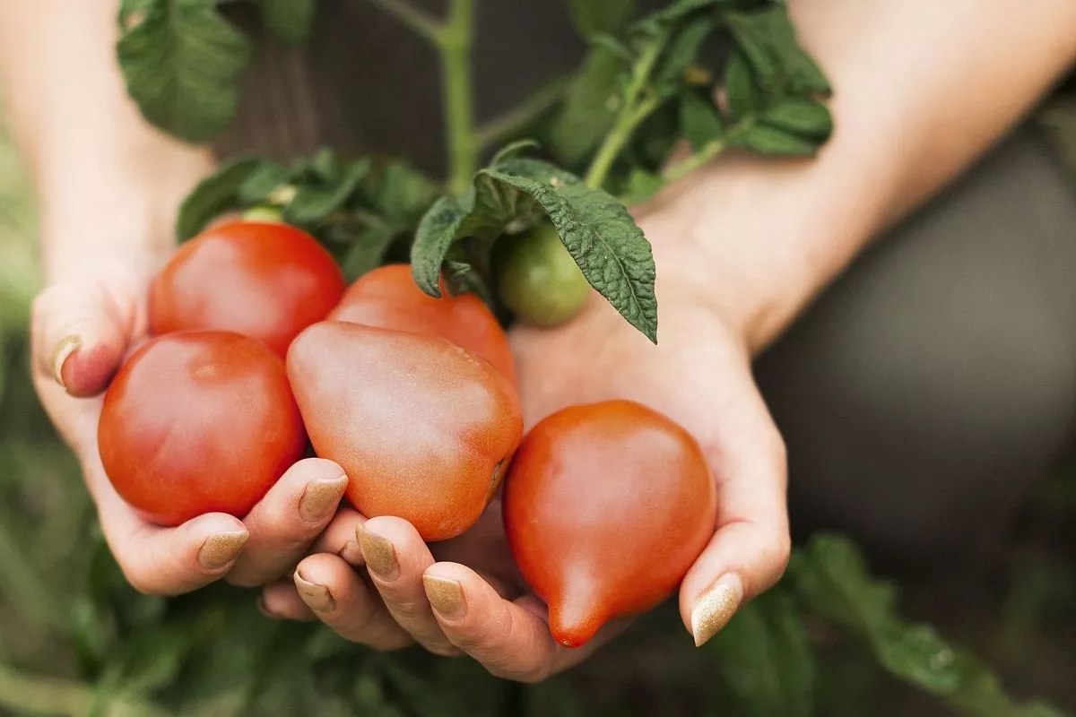Tomaten reifen im Handumdrehen. Alles, was Sie brauchen, ist ein einfacher Zahnstocher.