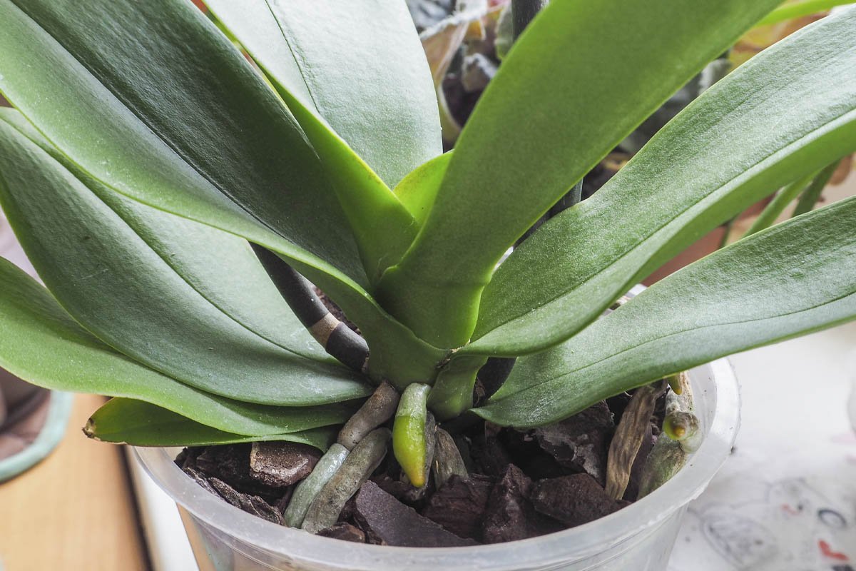 Gelbe Blätter an Ihrer Orchidee: Wie können Sie Ihre Lieblingspflanze wiederbeleben (und retten)?