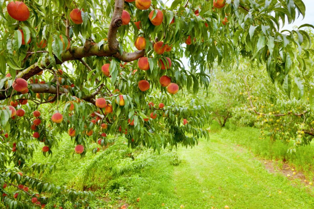 Warum sollten Pfirsich- oder Aprikosenbäume im August nach der Ernte (und nicht im September) beschnitten werden?