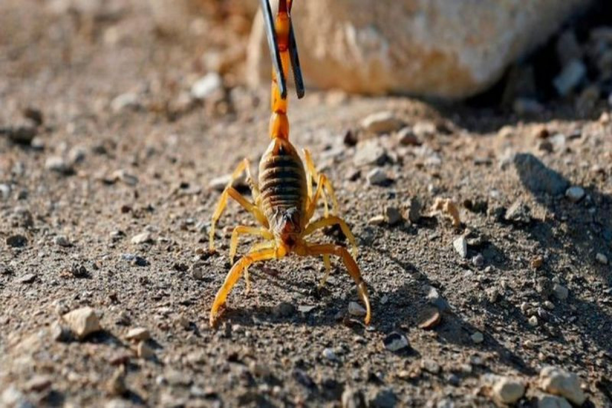 Es ist weder eine Mücke noch eine Wespe: Dieses Tier hat den schmerzhaftesten Stich des Sommers – wie man es erkennt und sich davor schützt.