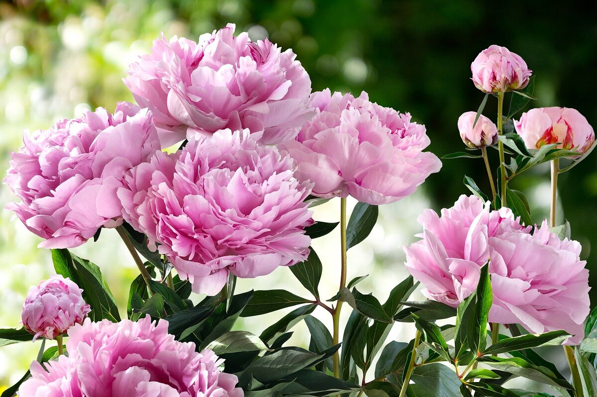 Schneiden Sie Pfingstrosen genau so zurück. Das ist der Schlüssel zu einer üppigen Blüte.