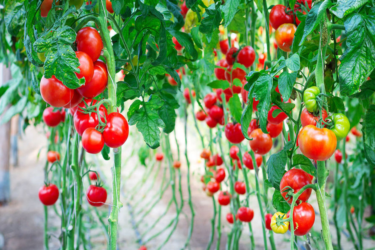 Werfen Sie den Würfel in den Eimer – die gelben Tomatenblätter verschwinden schneller, als Sie denken.