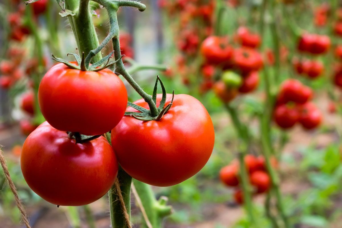 Dieser natürliche Vorgang mitten im Sommer macht Ihre Tomaten schmackhafter und erhöht den Ertrag ohne den Einsatz von Chemikalien.