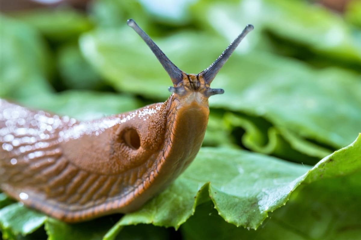 Streuen Sie es im Garten aus. Die Schnecke stirbt innerhalb weniger Augenblicke nach dem Kontakt.