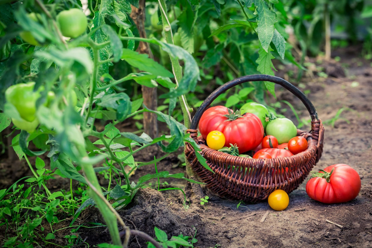 Tipps für August: Wie Sie den Boden Ihres Gemüsegartens aufbereiten und die Fruchtbarkeit bis zum Herbst verbessern können