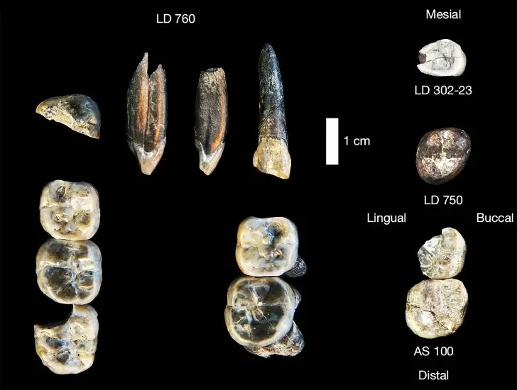 Fund des Jahrtausends | Unbekannte Menschenart entdeckt, die die Evolutionsgeschichte verändert und die Welt verblüfft