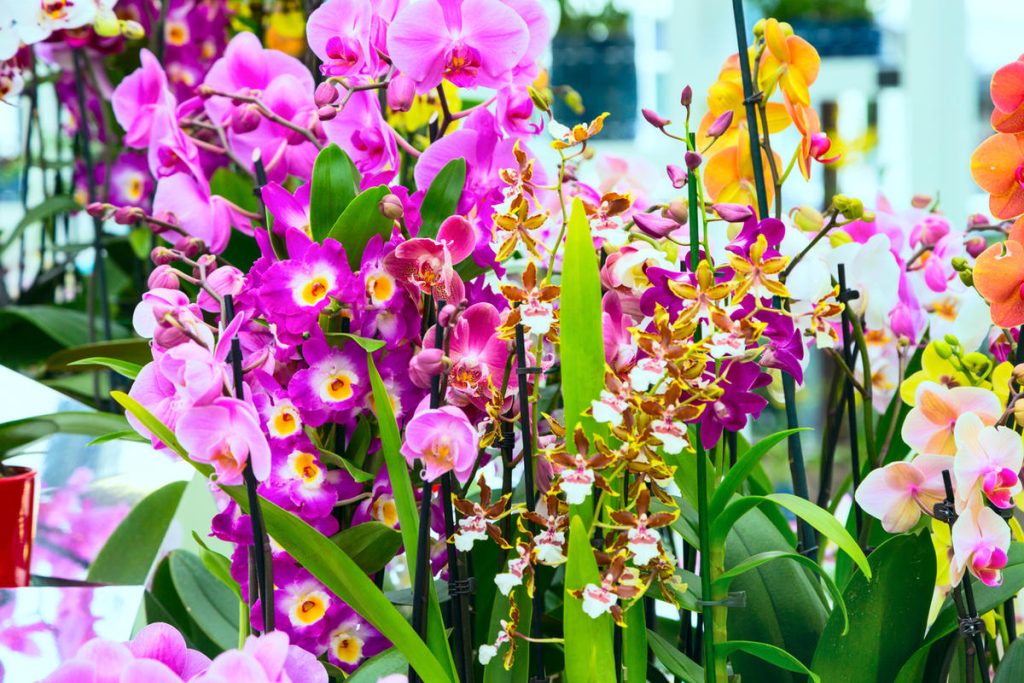 Orchideen lieben dieses Gewürz. Geben Sie es in den Topf, und sie werden neue Blüten treiben.