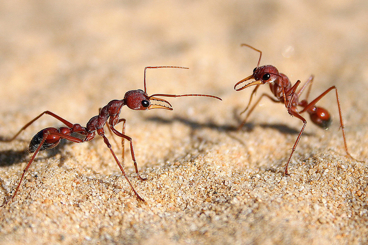 Wie man Kochsalz zur schnellen Vernichtung von Ameisen ohne Insektizide verwendet