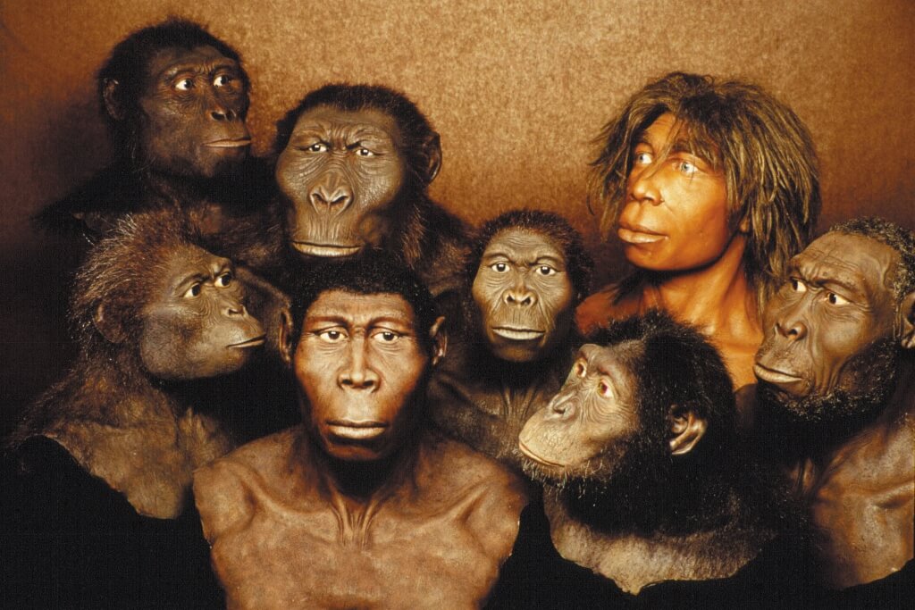 Fund des Jahrtausends | Unbekannte Menschenart entdeckt, die die Evolutionsgeschichte verändert und die Welt verblüfft