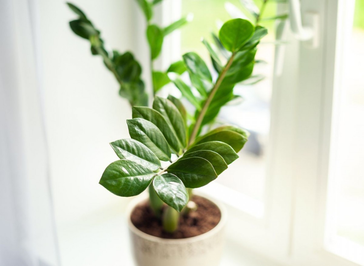 Vermehrung von Zamioculcas: 4 beste Methoden. Wann sollte Zamioculcas umgetopft werden?