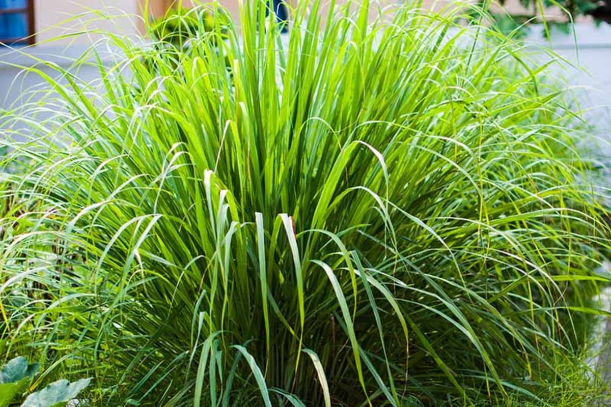 Die besten Pflanzen gegen Mücken: Verwandeln Sie Ihren Garten in eine komplett mückenfreie Zone!