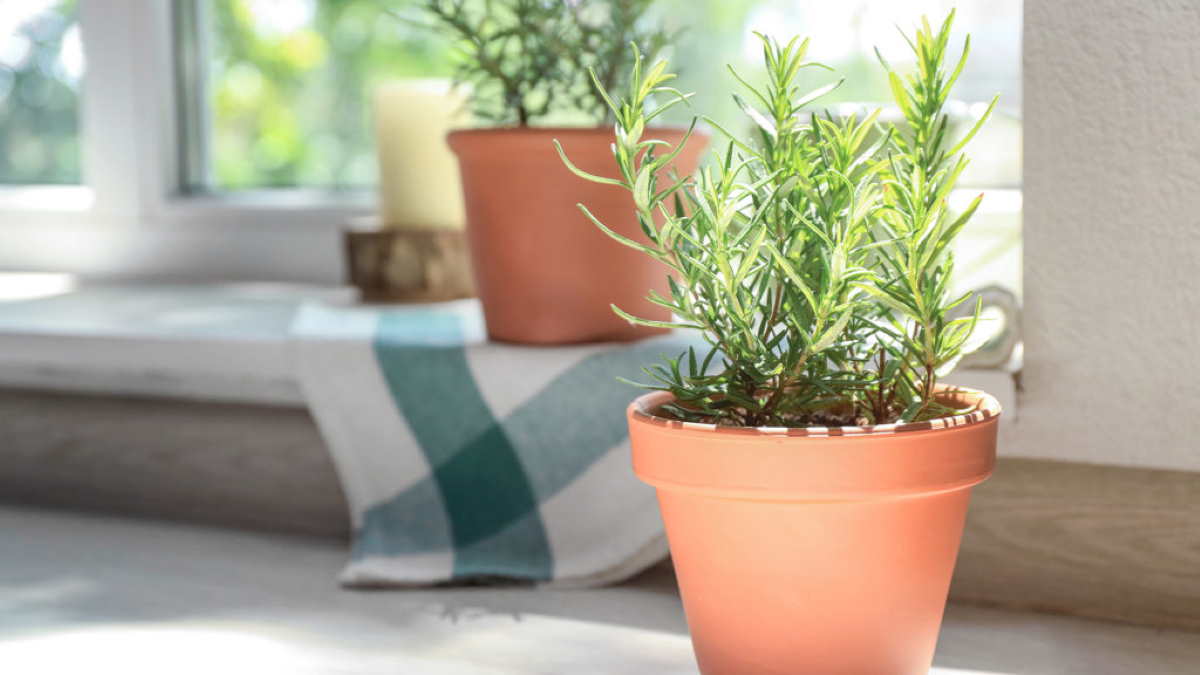 Die ideale Pflanze für den Balkon, die alle Arten von Schädlingen vertreibt