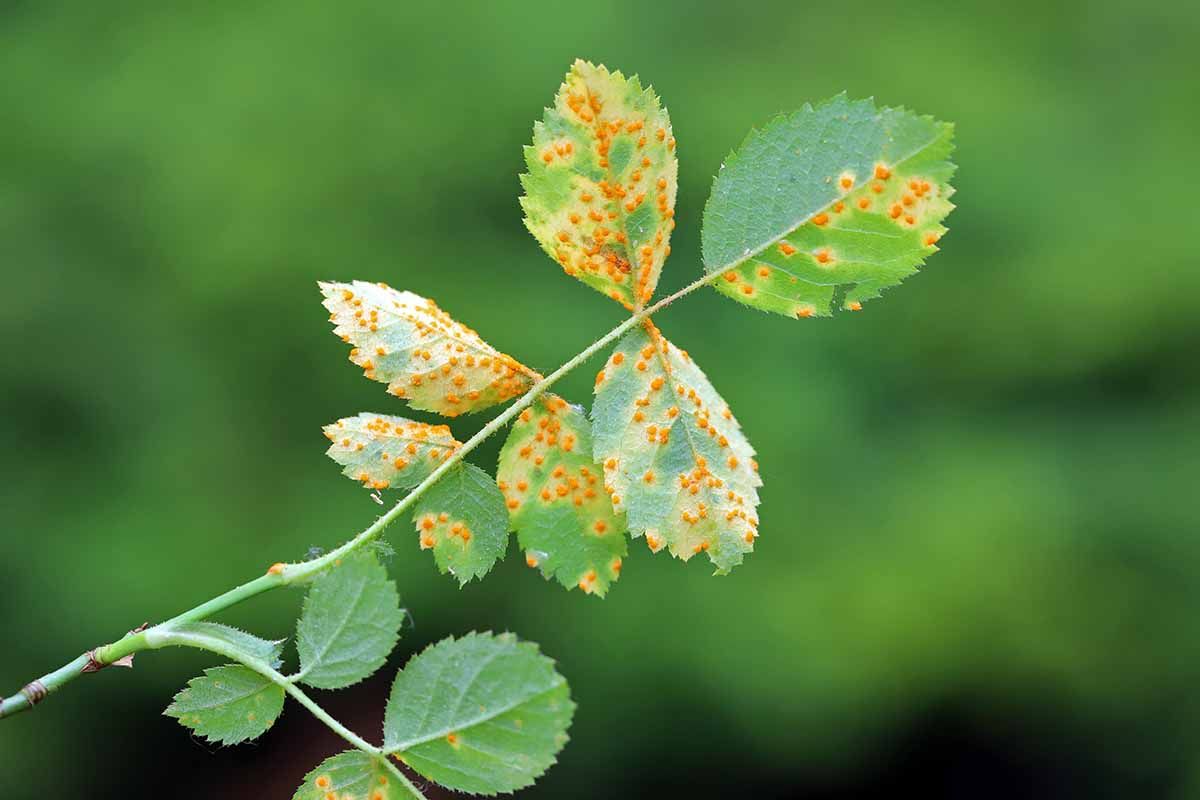 Eine schöne Rose, aber die Blätter sind gelb. Warum? Wahrscheinlich machen Sie diesen Fehler.