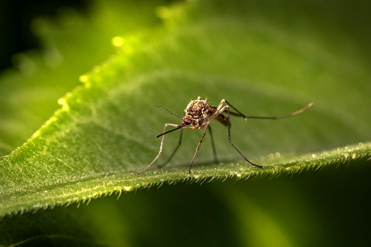 Lorbeerblätter unter dem Fensterbrett „Man hält es für Aberglauben, aber dieser verrückte Trick hält Fliegen den ganzen Sommer lang fern.“