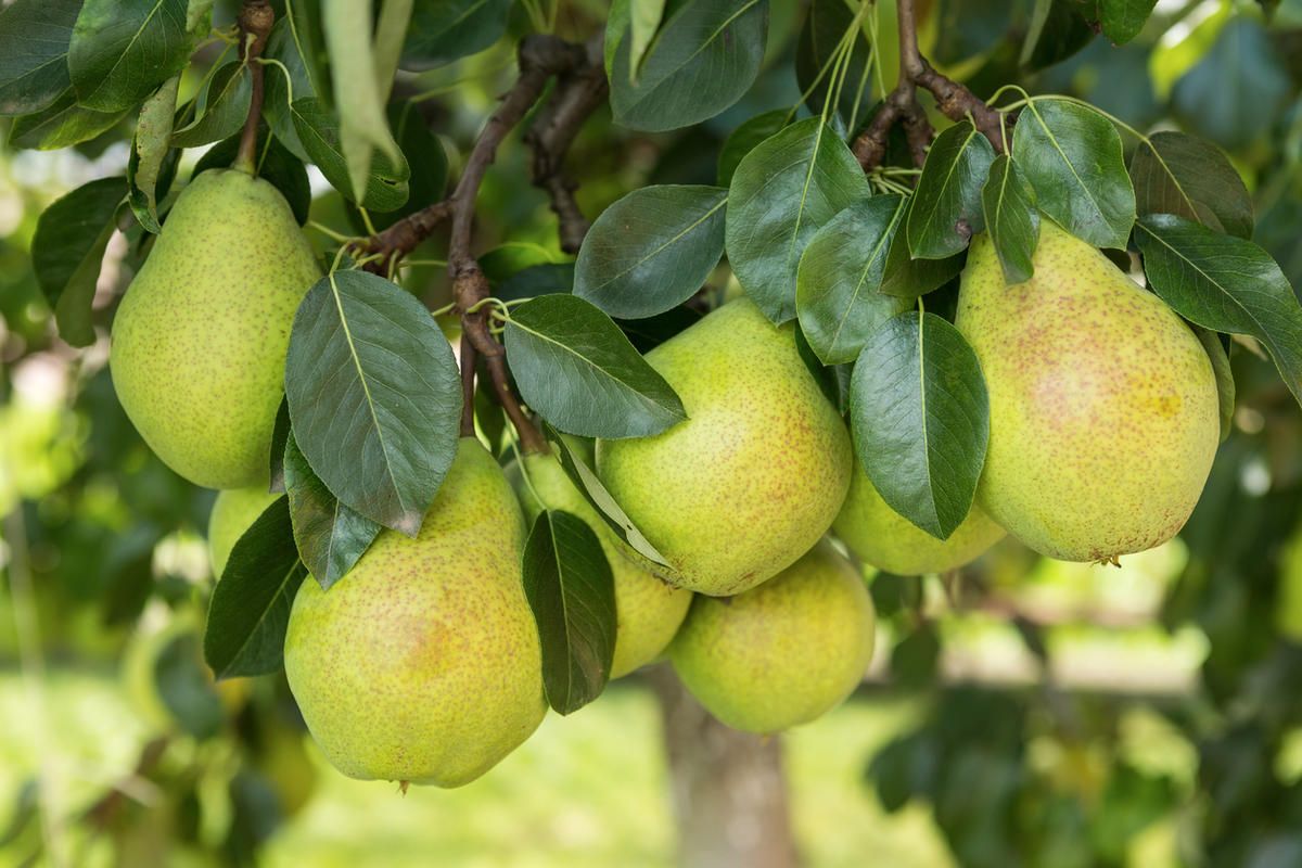 7 Obstbäume, die im August für eine reichhaltigere und qualitativ hochwertigere Ernte beschnitten werden müssen – meine Liste der wichtigsten Aufgaben am Ende des Sommers als professioneller Gärtner