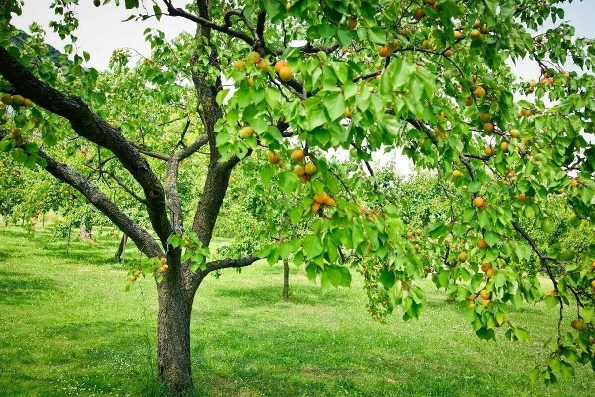 7 Obstbäume, die im August beschnitten werden müssen, um eine reichhaltigere und qualitativ hochwertigere Ernte zu erzielen – meine unverzichtbare Checkliste für das Ende des Sommers von einem professionellen Gärtner