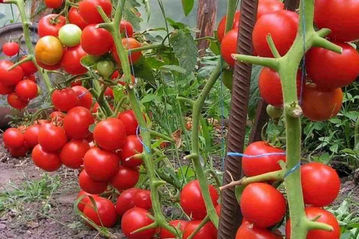 Streit im Gemüsegarten: „Muss man Tomatenstängel wirklich auf eine Höhe von 30 cm zurückschneiden, um einen maximalen Ertrag zu erzielen?“ Die Meinungen der Experten gehen auseinander.