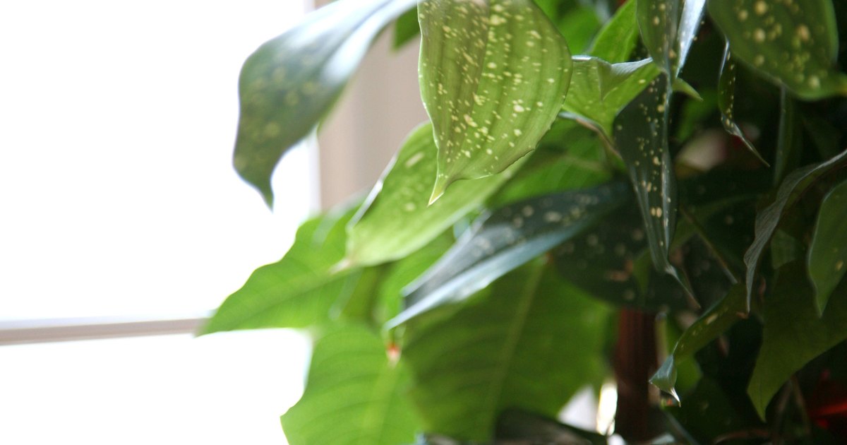 Besser als Sansevieria: Eine Pflanze, die laut NASA die Luft reinigt und schädliche Giftstoffe entfernt.