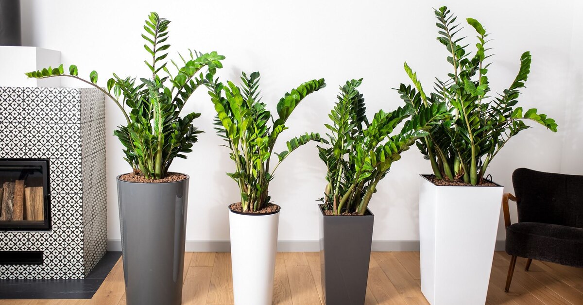 Zamioculcas ist sehr widerstandsfähig, aber ein einziger Fehler kann ihn zerstören. Das sollten Sie vermeiden