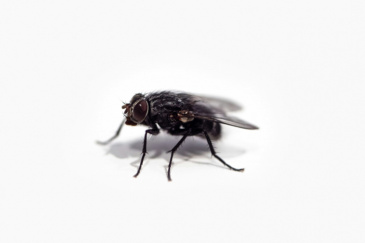 Keine Fliege wird mehr in Ihr Haus kommen. Verdünnen Sie das Mittel mit Wasser und sprühen Sie es in die Luft, und die Insekten werden für immer verschwinden. So werden Sie Fliegen im Haus los.