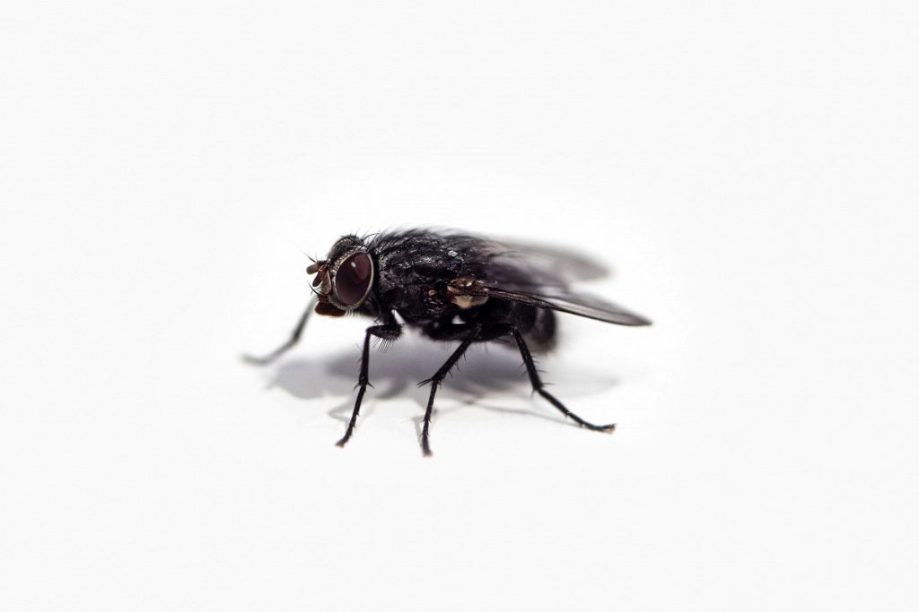 „Seit ich dieses einfache Ding aus Alufolie benutze, kommen die Fliegen nicht mehr zurück.“