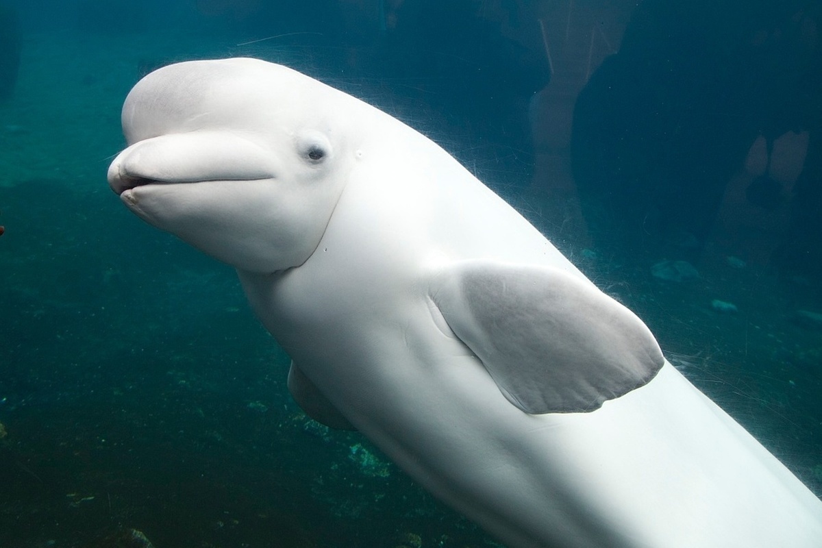 Eine Beluga bittet ein Boot um Hilfe bei der Rettung von Tieren, und wie sie sich für diese Geste bedankt, überrascht alle: „Sie bat uns, ihr zu folgen, weil sie helfen wollte.“