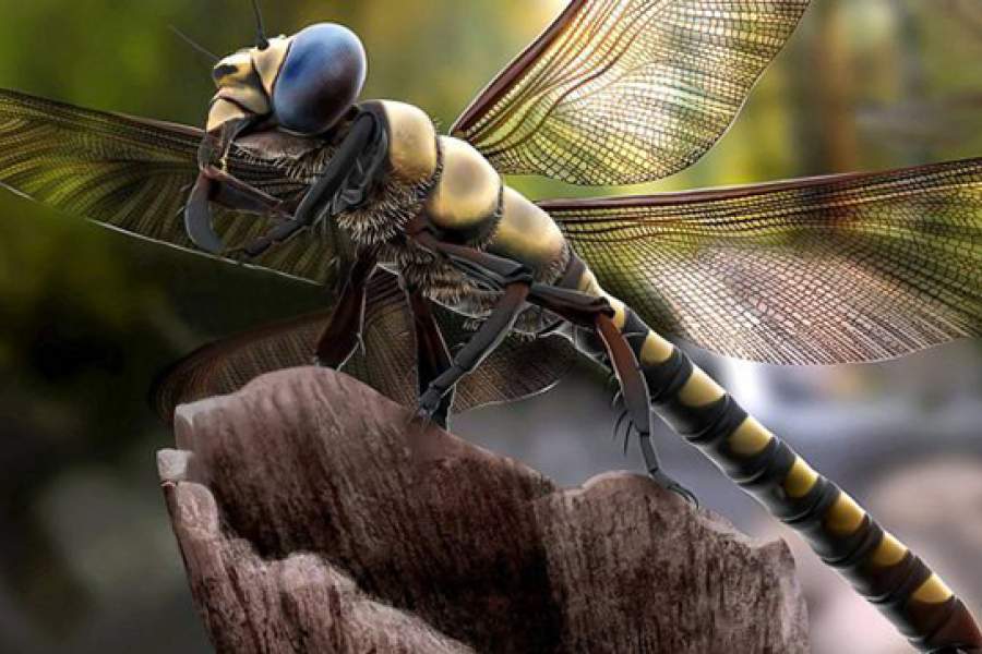 Eine Entdeckung, die Millionen von Jahren zurückliegt. „Füllt eine Lücke in der Evolution“