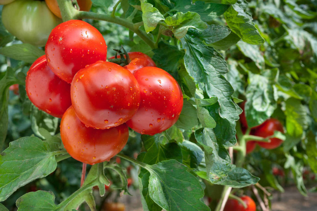 Das Einzige, was Sie Anfang August mit Tomaten tun müssen, damit die letzten Früchte reifen