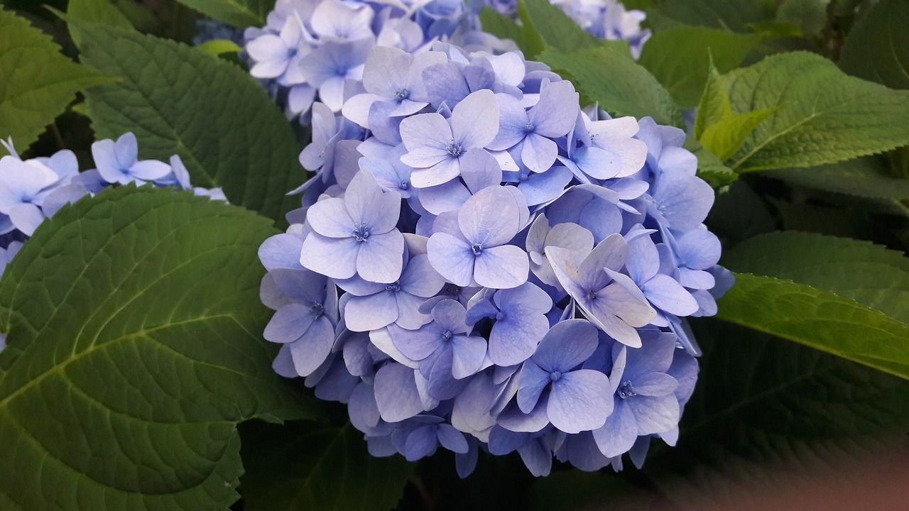 Gießen Sie die geschwächte Hortensie – nach einigen Tagen werden die Blätter und Blüten ihren Glanz wiedererlangen.