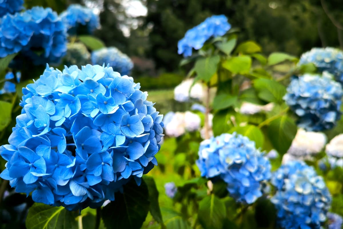 Gießen Sie diese Hortensie alle zwei Wochen. Sie wird dann blaue Blüten bilden.
