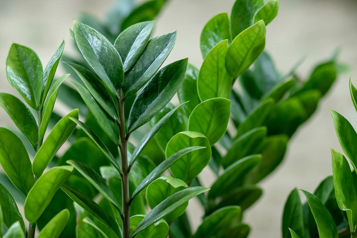 Wie man Zamioculcas dazu bringt, neue Blätter zu bilden: Man muss lediglich diese 3 Fehler beheben.