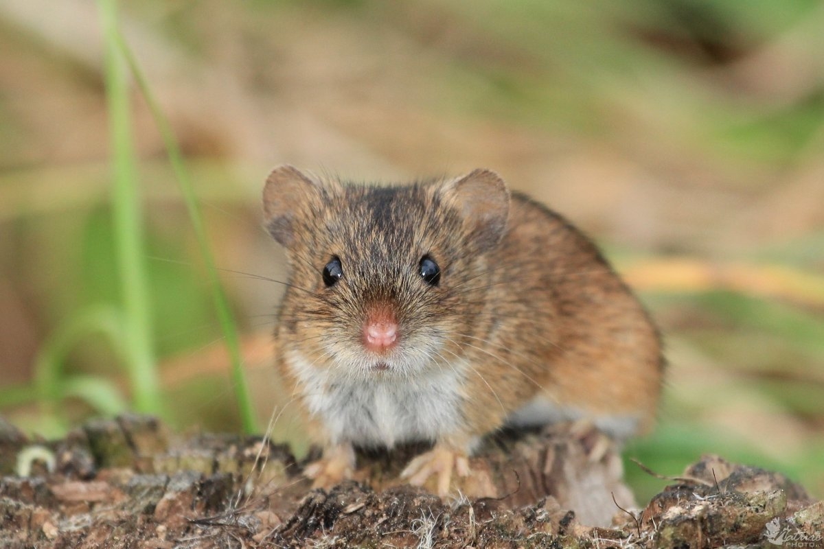 Stecken Sie sie in jedes Loch im Garten. Die Hamster verschwinden über Nacht.