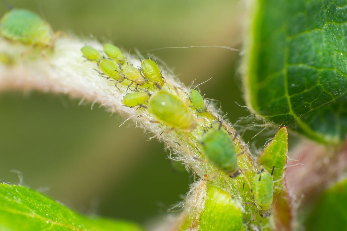 Die natürliche Besprühung der Blätter schützt Ihre Obstbäume ab Ende des Sommers vor Blattläusen.