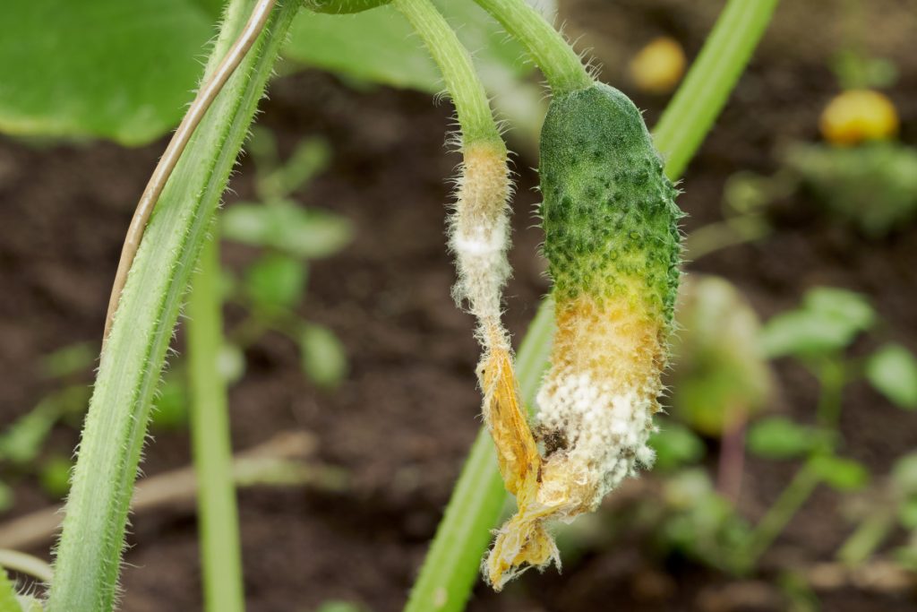 Verrotten Ihre Gurken vor der Ernte an der Pflanze? Unsere Lösungen zur Rettung Ihres Gemüses