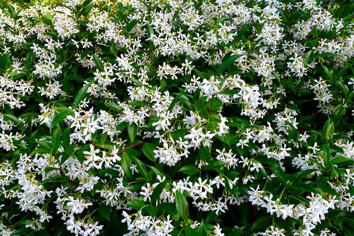 Wie man Jasmin in einem Topf züchtet und die duftendste Blume im Garten zu Hause hat