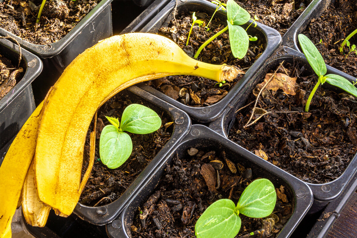 Bananenschalen, die am Fuß von Tomatenpflanzen vergraben werden: „Die Leute lachen darüber, aber dieser geniale Trick erhöht den Ertrag und reduziert den Bedarf an chemischen Düngemitteln.“