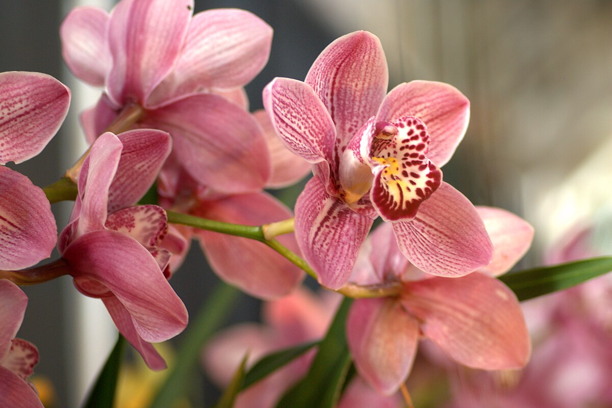 Orchideen lieben dieses Gewürz. Geben Sie es in den Topf, und sie werden neue Blüten treiben.