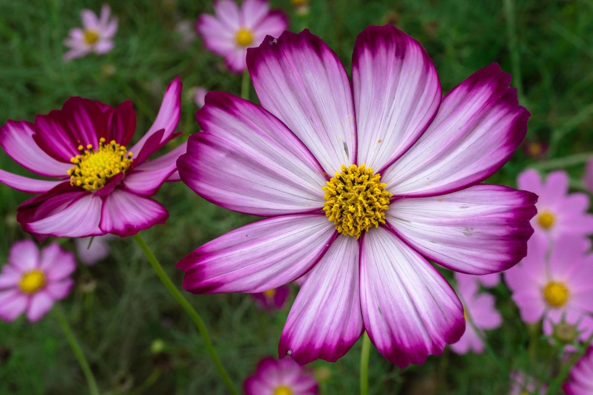 Drei ideale Pflanzen für die Pflanzung im August, die Ihren Garten im Sommer mit Blumen füllen Erfahren Sie, um welche Arten es sich handelt und welche Pflege sie benötigen.