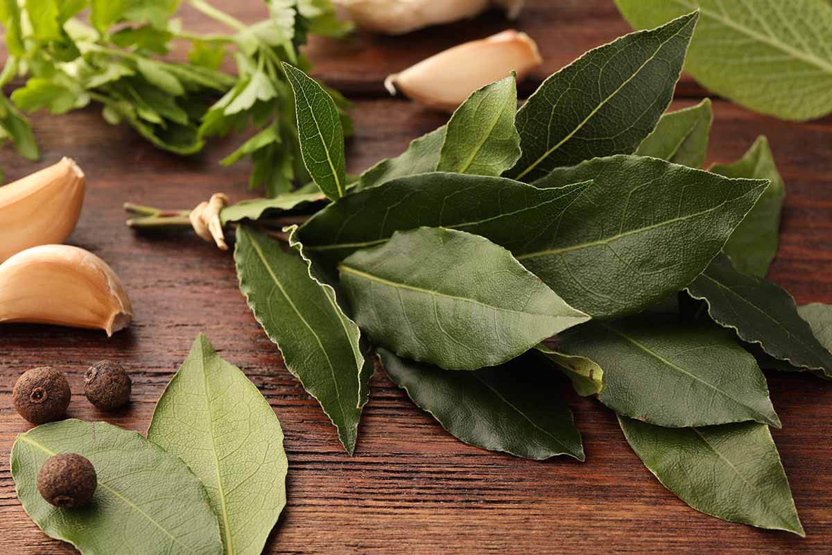 Lorbeerblatt am Boden der Küchenschublade: „Meine Mutter sagte, dass es Insekten vertreibt und Glück bringt... Ich mache das immer so.“
