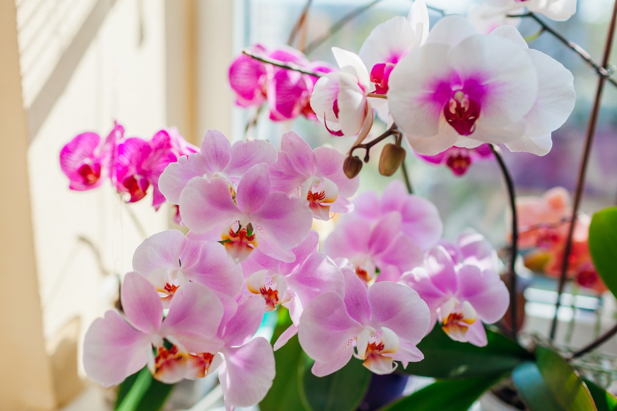 Verwenden Sie Naturjoghurt, um die Blüte Ihrer Orchideen zu verstärken: So geht's.